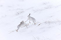 Two Mountain hares (Lepus timidus) boxing on snowy hillside, Scotland, UK, February.