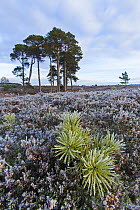 Scots pine (Pinus sylvestris) sapling on heather moorland, Strathspey, Cairngorms National Park, Scotland, UK, November 2013.