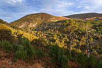 Pine woodland in Ryovan Pass showing regeneration and natural tree line, Glenmore, Cairngorms National Park, Scotland, UK, November 2013.