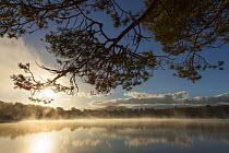 Morning mist over Loch Vaa surrounded by pine forest, Cairngorms National Park, Scotland, UK, September 2009.