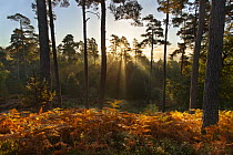 Sun filtering through pine woodland on autumn morning, Rothiemurchus, Cairngorms National Park, Scotland, UK, September.