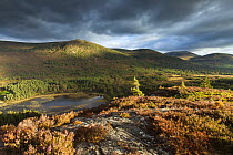 Elevated view over lochs and pine forest, Rothiemurchus, Cairngorms National Park, Scotland, UK, September 2013.