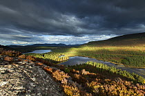 Elevated view over lochs and pine forest, Rothiemurchus, Cairngorms National Park, Scotland, UK, September 2013.