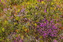 Mosiac of Cross leaved heath (Erica tetralix), Ling (Calluna vulgaris), Bell heather (Erica cinerea) and Bilberry (Vaccinium myrtillus) on upland heath, Cairngorms National Park, Scotland, UK, August.