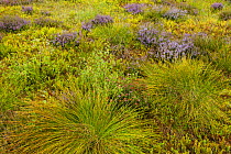 Mosiac of heather, bilberry, rushes and grasses on upland heath, Cairngorms National Park, Scotland, UK, August 2013.