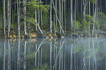 Scots Pine trees (Pinus sylvestris) reflected in loch, Abernethy Forest, Scotland, UK, November.