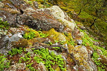 Ferns, mooses and lichens in wooded ravine, Glenfeshie, Cairngorms National Park, Scotland, UK, October.