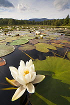 White Water Lily (Nymphaea alba) in flower, Cairngorms National Park,  Scotland, UK,