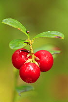 Cowberry or Lingonberry (Vaccinium vitis-idaea) close-up of red berries in late summer, Scotland, UK, August.
