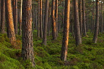 Scots pine (Pinus sylvestris) forest in evening light, Abernethy, Cairngorms National Park, Scotland, UK,June.