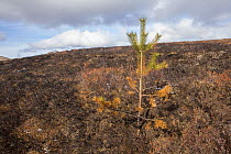 Pine sapling scorched during muirburn / burn on upland grouse shooting moor, Scotland, UK, April 2016.