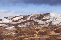 Patchwork of heather moorland and isolated pine tree, Lochindorb Estate, Scotland, UK, April 2016.