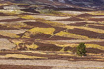 Patchwork of upland heather moorland and isolated pine tree on grouse shooting estate, northern Scotland, UK, April 2016.