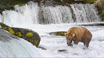 Male Grizzly bear (Ursus arctos horribilis) fishing for Sockeye salmon (Oncorhynchus nerka) leaping up a waterfall in Brooks River, Katmai National Park, Alaska, USA, July.