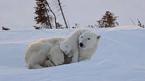 Female Polar bear (Ursus maritimus) resting, with cub trying to suckle, Wapusk National Park, Manitoba, Canada, February.
