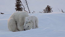 Female Polar bear (Ursus maritimus) resting, with cub climbing over her trying to find a warm place to sleep, Wapusk National Park, Manitoba, Canada, February.