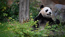Giant panda (Ailuropoda melanoleuca) feeding on bamboo, Beauval zoo, Centre-Val de Loire, France.