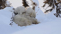 Female Polar bear (Ursus maritimus) grooming, with two cubs playing nearby, Wapusk National Park, Manitoba, Canada, February.