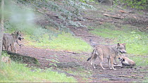 Pack of Grey wolves (Canis lupus) greeting one another and expressing submissive behaviour,captive, Bavarian Forest National Park, Germany, July. Captive.
