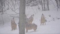 Pack of Grey wolves (Canis lupus) howling in the snow, captive. Bavarian Forest National Park, Germany, March. Captive.