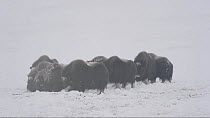 Small herd of Muskox (Ovibos moschatus) feeding in a blizzard, Banks Island, Northwest Territories, Canada.