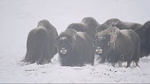 Small herd of Muskox (Ovibos moschatus) feeding in a blizzard, Banks Island, Northwest Territories, Canada.