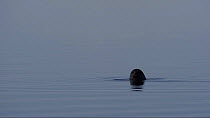 Ringed seal (Pusa hispida) surfacing, Baffin Island, Nunavut, Canada, April.