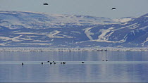 Flock of Black guillemots (Cepphus grylle) swimming, Arctic Bay, Nunavut, Canada, June.