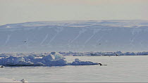 Polar bear (Ursus maritimus) swimming in front of an iceberg, Arctic Bay, Baffin Island, Nunavut, Canada, June.