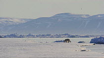 Polar bear (Ursus maritimus) walking on sea ice, with coastline in the background, Arctic Bay, Baffin Island, Nunavut, Canada, April.