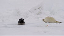 Female Harp seal (Phoca groenlandicus) surfacing at breathing hole looking at her pup, Magdalen Islands, Gulf of St Lawrence, Quebec, Canada, March.