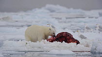 Polar bear (Ursus maritimus) feeding on a Narwhal (Monodon monoceros), Arctic Bay, Baffin Island, Nunavut, Canada, June.