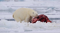Polar bear (Ursus maritimus) feeding on a Narwhal (Monodon monoceros), Arctic Bay, Baffin Island, Nunavut, Canada, June.