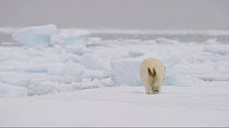 Rear view of a Polar bear (Ursus maritimus) walking over sea ice, Arctic Bay, Baffin Island, Nunavut, Canada, June.