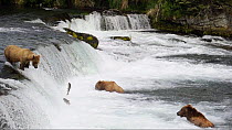 Three male grizzly bears (Ursus arctos horribilis) fishing for Sockeye salmon ((Oncorhynchus nerka) leaping up a waterfall in Brooks River, Katmai National Park, Alaska, USA, July.