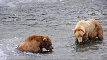 Two male Grizzly bears (Ursus arctos horribilis) in a river, one trying to steal the salmon catch from the other, Brooks River, Katmai National Park, Alaska, USA, July.