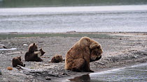Female Grizzly bear (Ursus arctos horribilis) looking around and grooming, with four cubs playing nearby, Naknek Lake, Katmai National Park, Alaska, USA, July.