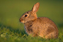 Rabbit (Oryctolagus cuniculus) juvenile, Burgundy, France. May.