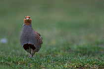 Grey partridge (Perdix perdix) male on ground, Burgundy, France.