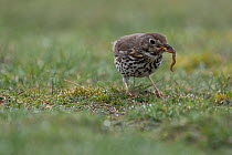 Song thrush (Turdus philomelos) with worm prey,  Burgundy, France. April.