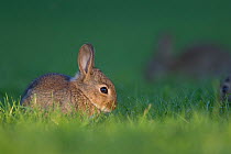 Rabbit (Oryctolagus cuniculus) juvenile, Burgundy, France.