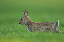Rabbit (Oryctolagus cuniculus) juvenile Burgundy, France.