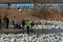 Photographers taking pictures of Snow geese (Anser caerulescens) during winter migration. Victoriaville, Quebec, Canada. November.
