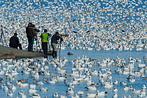People photographing Snow geese (Anser caerulescens) during winter migration. Victoriaville, Quebec, Canada. November.