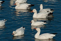 Ross's goose (Anser rossii) among Snow geese (Anser caerulescens) on water, during winter migration. Victoriaville, Quebec, Canada. November.