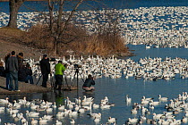 Photographers taking picture of Snow geese (Anser caerulescens) during winter migration. Victoriaville, Quebec, Canada. November.