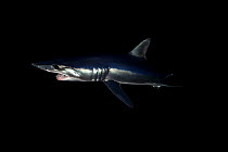 Shortfin mako shark (Isurus oxyrinchus) profile at night, off the East Coast of Auckland, New Zealand, June 2015