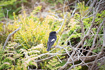 Auckland Island tomtit (Petroica macrocephala marrineri) Enderby Island in the subantarctic Auckland Islands archipelago, New Zealand, January Editorial use only.