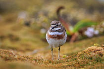 Auckland Island banded dotterel (Charadrius bicinctus exilis) Enderby Island in the subantarctic Auckland Islands archipelago, New Zealand, January Editorial use only.