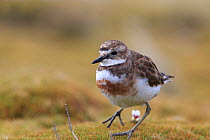 Auckland Island banded dotterel (Charadrius bicinctus exilis) Enderby Island in the subantarctic Auckland Islands archipelago, New Zealand, January Editorial use only.